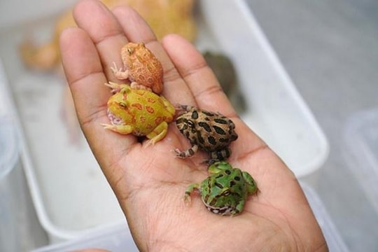 Chi tiền triệu mua con ếch sắc màu nuôi làm thú cưng