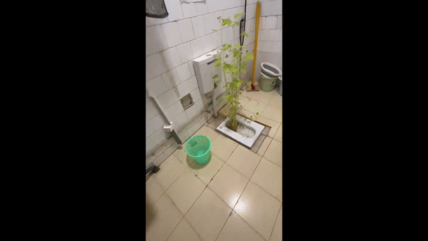 Bồn cầu ký túc xá mọc cây sau kỳ nghỉ hè