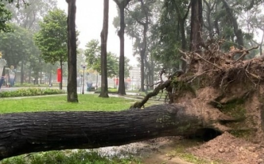 Hàng loạt cây ở trung tâm TP HCM đổ trong mưa giông