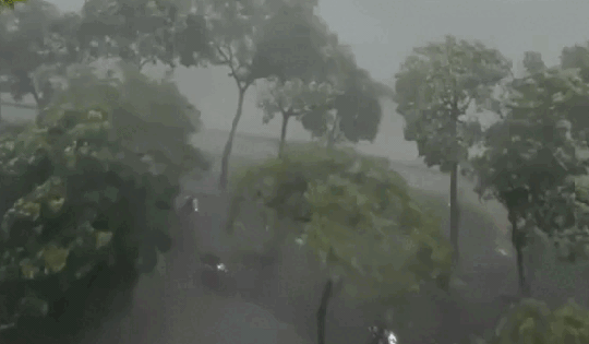 Hà Nội: Cây lớn bật gốc trong mưa, đè trúng xe máy khiến 2 người thương vong