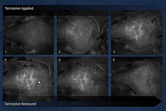 Tạo thành công da trong suốt cho chuột sống