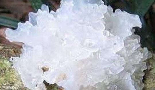 5 món ăn bài thuốc dưỡng vị vào mùa thu