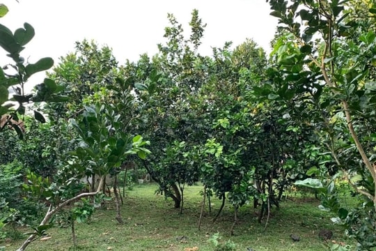 Có được chuyển đất trồng cây làm sân phơi?