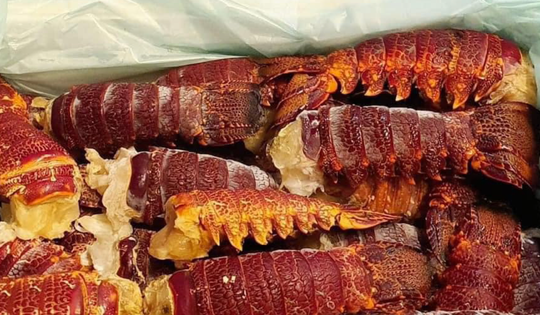 Dân buôn tiết lộ sự thật về đuôi tôm hùm Úc thượng hạng giá rẻ bất ngờ