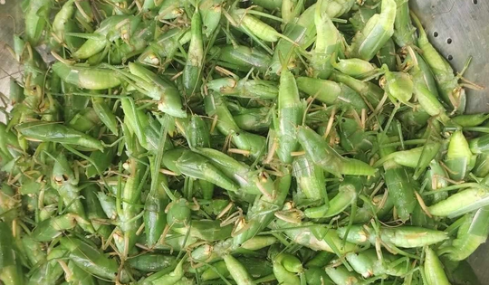 800 nghìn/kg vẫn đắt hàng, ‘tóp mỡ xanh’ thành món ăn của nhà giàu Hà Nội