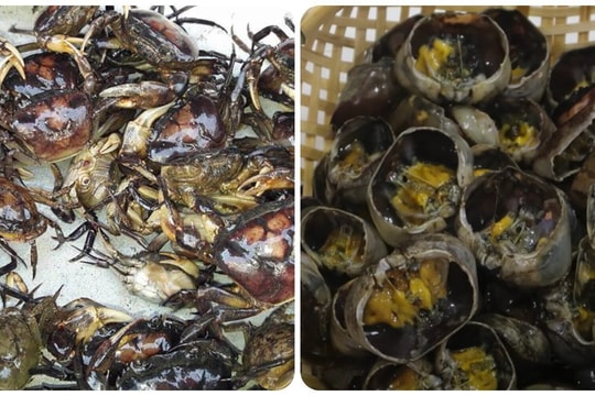 Một số bài thuốc có cua đồng