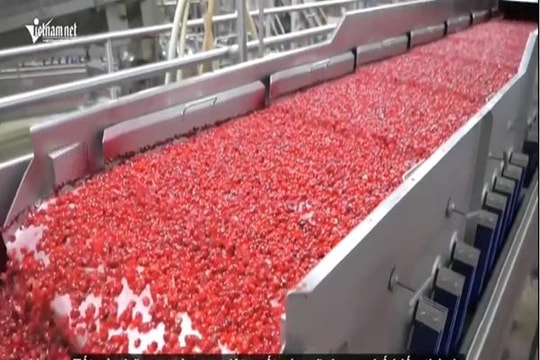 Bất ngờ với cách thu hoạch 100 tỷ quả nam việt quất của người nông dân