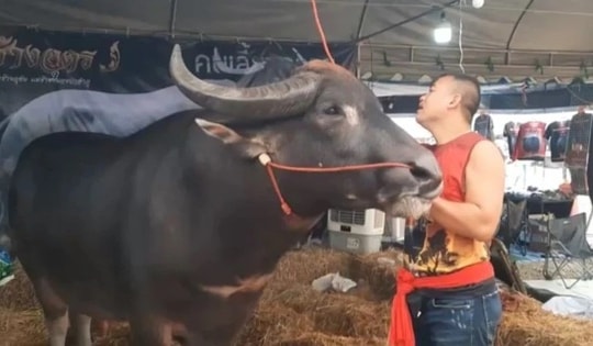 Con trâu nặng 1,4 tấn được trả 14 tỷ đồng, người đàn ông quyết không bán