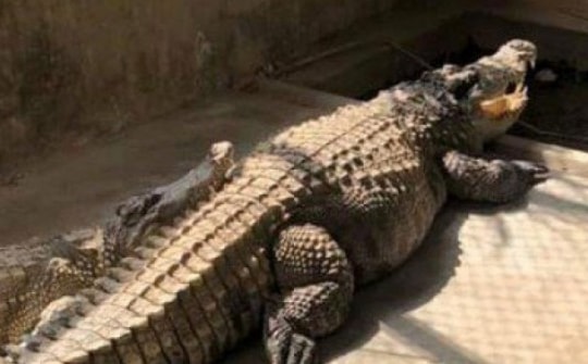 Nghi vấn cá sấu sổng chuồng ở Yên Bái