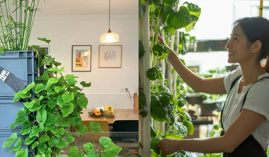 Trồng khoai lang thủy canh trong phòng khách, cô gái biến căn nhà nhỏ thành 'khu vườn xanh' đầy sáng tạo và nghệ thuật
