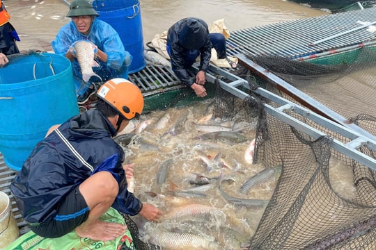 Khẩn trương giãn nợ, hoãn nợ, tiếp tục cho vay để người dân, DN khôi phục sản xuất kinh doanh sau bão