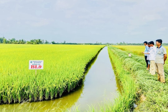 Chính sách đầu tư, hỗ trợ đầu tư kết cấu hạ tầng, khoa học và công nghệ hiện đại cho vùng quy hoạch trồng lúa có năng suất, chất lượng cao