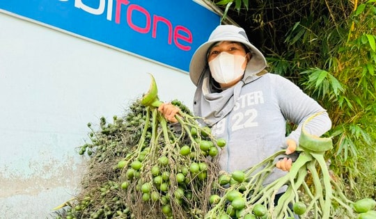 Giá cau tươi tăng mạnh, vì sao nông dân 'đứng ngồi không yên'?