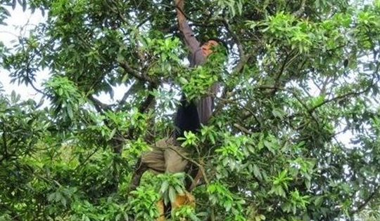 Loại cây lấy hoa cực hiếm trên thế giới nhưng Việt Nam sở hữu hàng chục nghìn ha: Thu về gần 50 triệu USD kể từ đầu năm