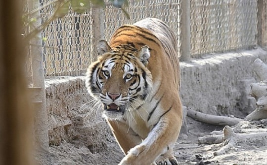 Hổ 200kg trong trang trại ở Thanh Hóa bị chết