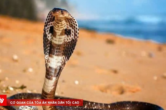 Bắt đối tượng vận chuyển rắn hổ chúa