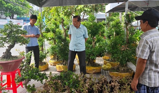 Cây bonsai, cá cảnh bình dân được chuộng