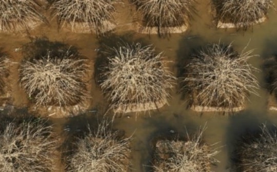 Làng đào Nhật Tân tan hoang sau lũ lịch sử