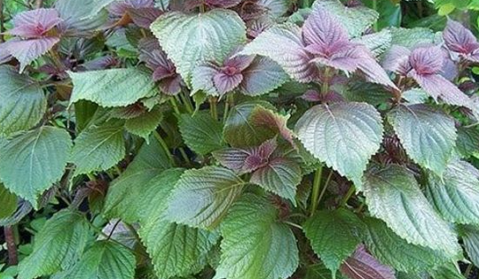 Thuốc nam trị bệnh ngoài da, hô hấp sau mưa lũ