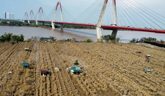 Hình ảnh đào Nhật Tân nổi tiếng ở Hà Nội vàng úa sau nhiều ngày bị ngập