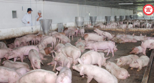 Hướng dẫn xử lý chất thải trong chăn nuôi trang trại theo quy định mới nhất