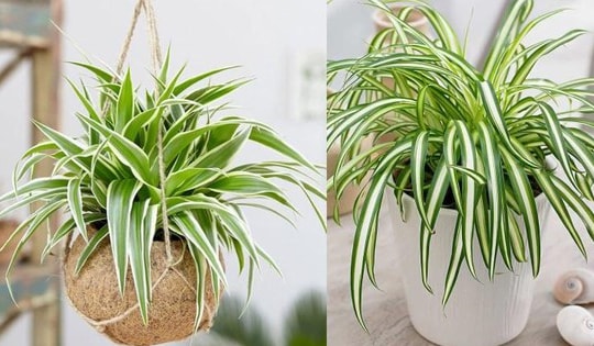 Những cây cảnh văn phòng lọc không khí, hấp thu các bức xạ từ máy tính, điện thoại, khử độc tố gây ung thư, cung cấp oxy dồi dào