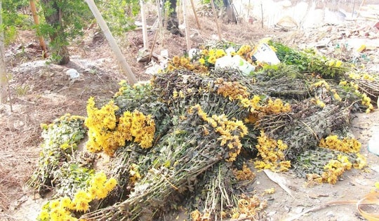 Làng hoa nổi tiếng ở Nam Định đổi màu, khô héo do bị ngập nhiều ngày