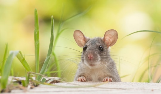 Dự báo những thay đổi lớn trong sự nghiệp, tài chính của các con giáp này sau Rằm tháng 8 Giáp Thìn 2024