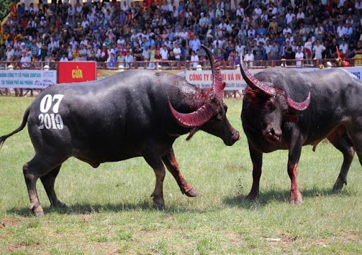 Lễ hội chọi trâu Đồ Sơn 2024 diễn ra vào ngày nào?