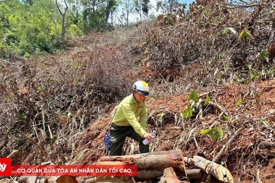 Khởi tố vụ án phá rừng ở Kon Tum