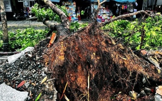 Bão số 4 chưa vào đất liền: Đường ngập, cây cối bị đánh bật gốc, sóng biển cao hơn 2 m