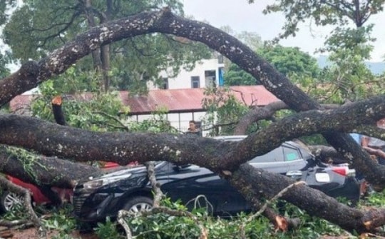 Mưa to, gãy cành xà cừ đè trúng 1 giáo viên, 4 ô tô bẹp rúm ở Thanh Hóa