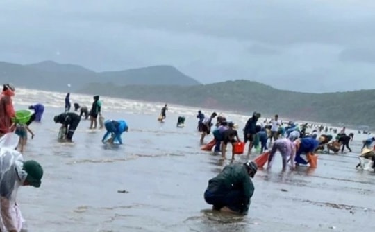Đổ xô ra bãi biển nhặt “lộc trời” kiếm tiền triệu sau bão số 4