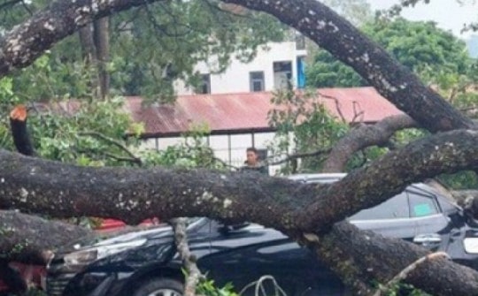 Sức khỏe nữ giáo viên bị cành cây gãy rơi trúng người khi đi dưới sân trường