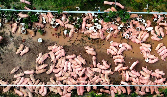 Chục nghìn con bị chết do bão lũ, giá thịt lợn lập đỉnh cao mới