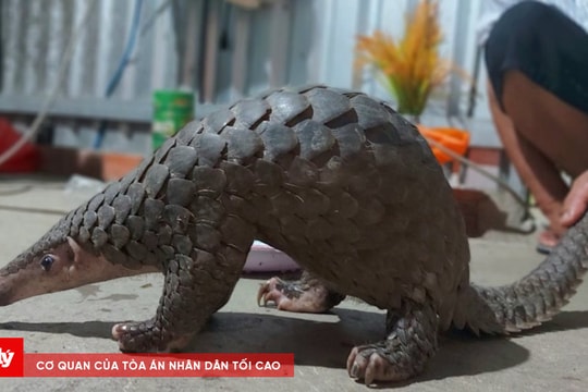 Khởi tố đối tượng vận chuyển 2 con tê tê trái phép