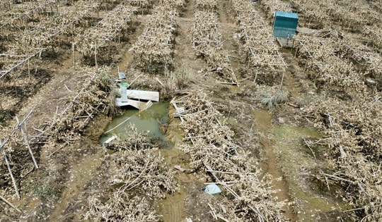 Tan hoang vườn cây phật thủ tại các nhà vườn ven sông Hồng