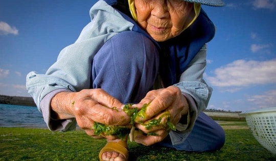 Bác sĩ Mỹ tiết lộ 2 loại rau có ở Việt Nam có thể kích hoạt gen trường thọ, giúp hạ đường huyết, giảm cân