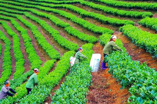 Quy định chi tiết một số điều của Luật Đất đai năm 2024 áp dụng trên địa bàn tỉnh Bắc Kạn