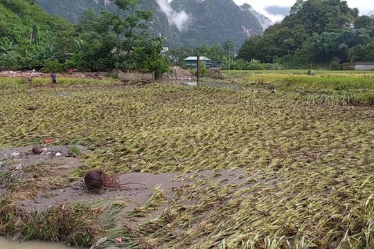 Bộ NN&PTNT hướng dẫn nông dân phục hồi sản xuất sau mưa bão