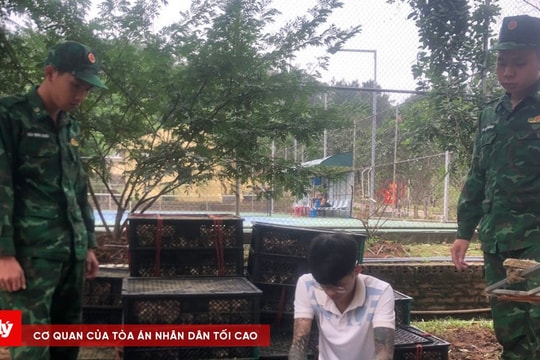 Vận chuyển 6.000 con vịt giống không rõ nguồn gốc