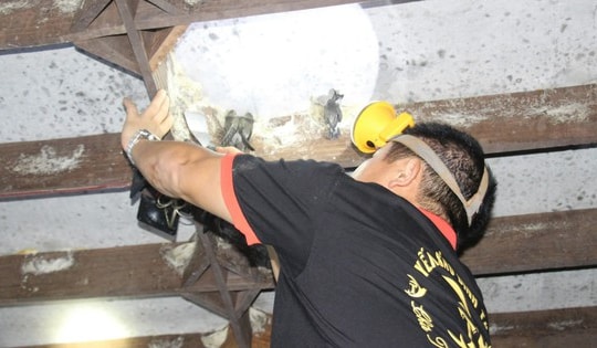 Chuyện người đàn ông ở Nam Định 'bỏ phố' về quê nuôi chim quý kiếm tiền tỷ và mơ ước biến trang trại thành "Bến Tre thứ nhỏ"