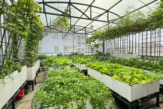 Chủ spa chi hơn 100 triệu đồng làm vườn rau sạch cho con