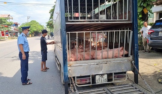 Chở gần 800kg lợn chết nghi nhiễm bệnh đi tiêu thụ