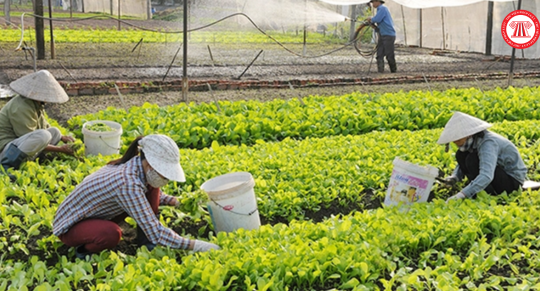 Chính sách hỗ trợ đầu tư phát triển kết cấu hạ tầng, trang thiết bị đối với hợp tác xã từ ngày 01/11/2024