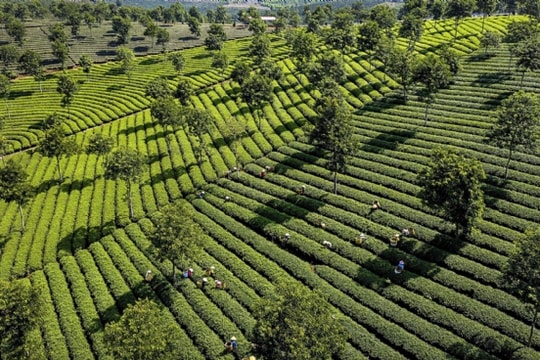 Nhà nước thu hồi đất gây thiệt hại đối với cây trồng thì bồi thường thế nào?