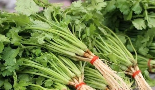 Hôm nay tôi chỉ cho bạn cách bảo quản rau mùi rất dễ dàng và nó có thể tươi ngon đến cả 1 năm