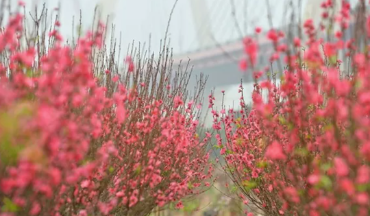 Đồng thuận phương án nghỉ Tết Nguyên đán 2025 kéo dài 9 ngày liên tiếp