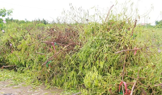 Làng đào 'nổi tiếng' ở Nam Định có nguy cơ 'lỡ' Tết Nguyên đán do bị ngập úng nhiều ngày