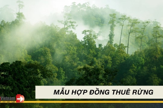 Mẫu hợp đồng thuê rừng mới nhất 2024